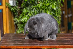 Hase (18 von 91)