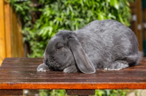Hase (24 von 91)
