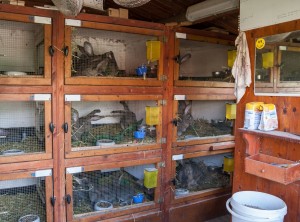 Stall 2